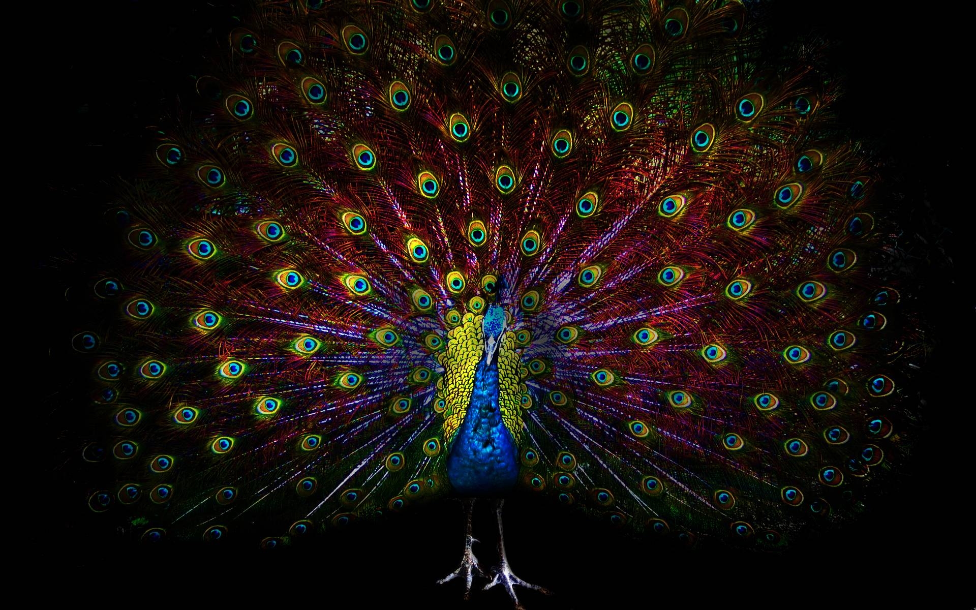 1920x1200 Peacock Wallpaper Full HD, Desktop