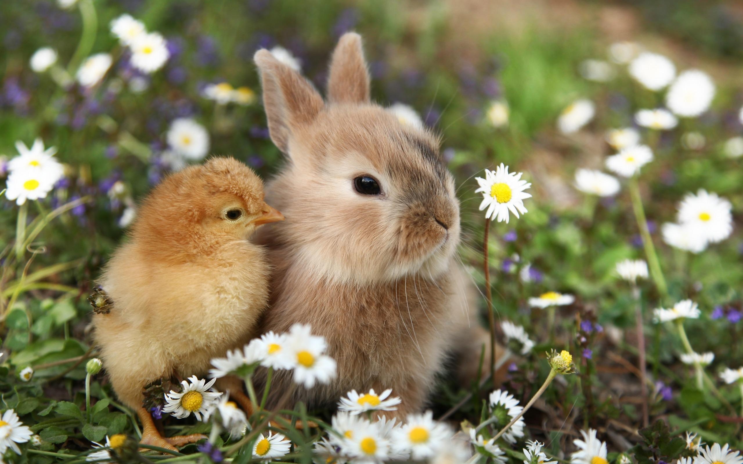 2560x1600 Download wallpaper cute animals, rabbit, little chick, Desktop