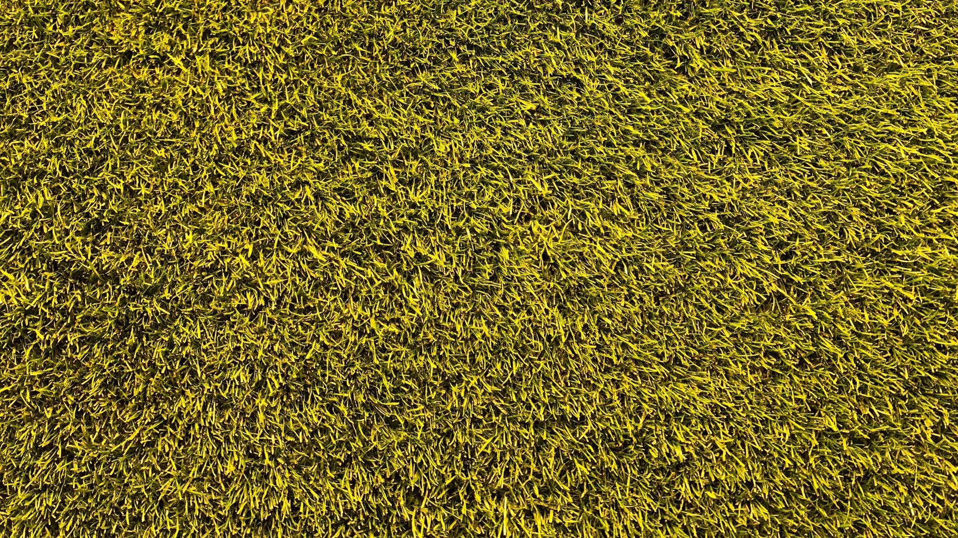 1920x1080 Download wallpaper  lawn, grass, texture, green full hd, hdtv, fhd, 1080p HD background, Desktop