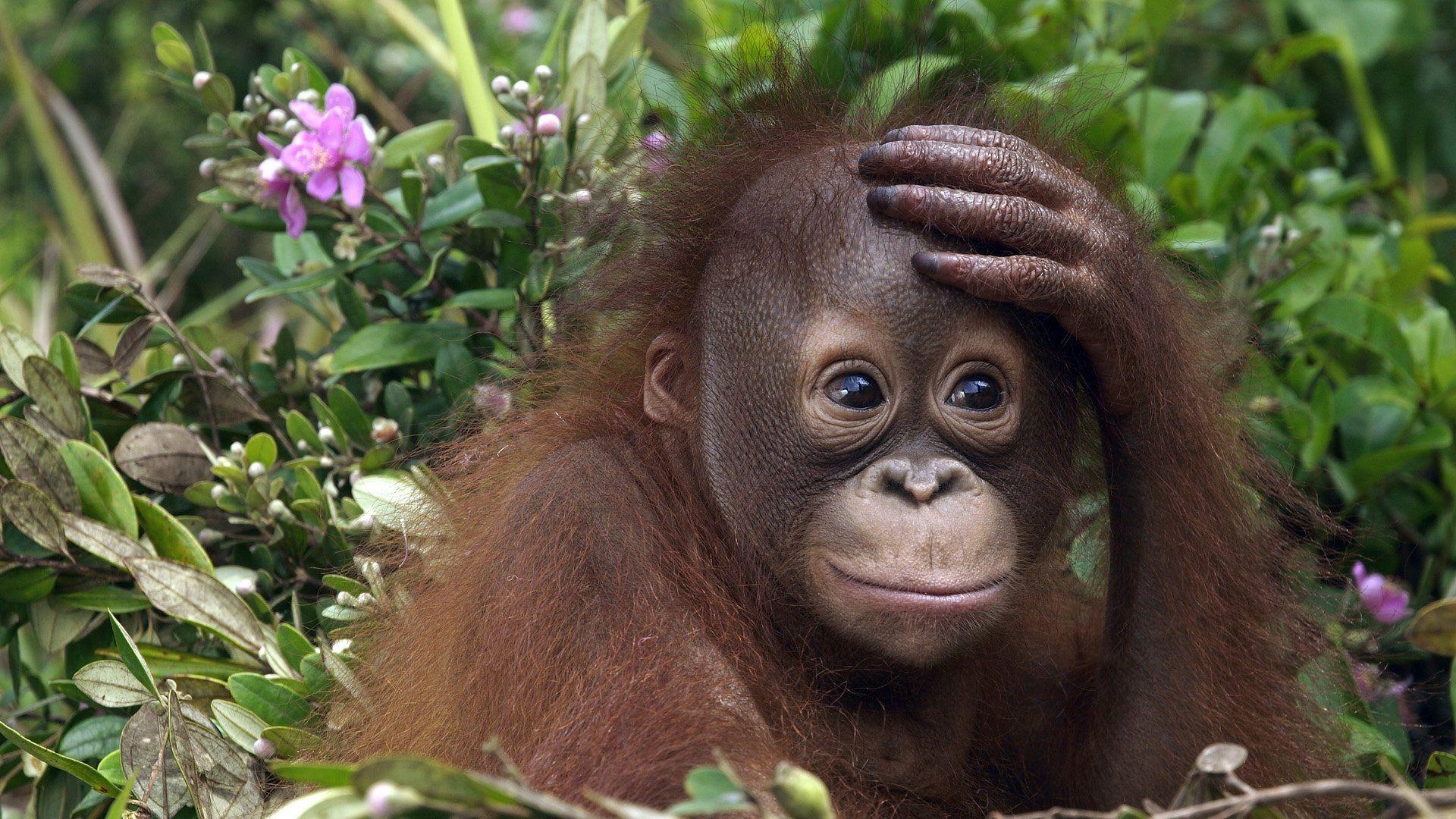 1920x1080 Orangutan HD Wallpaper and Background Image, Desktop