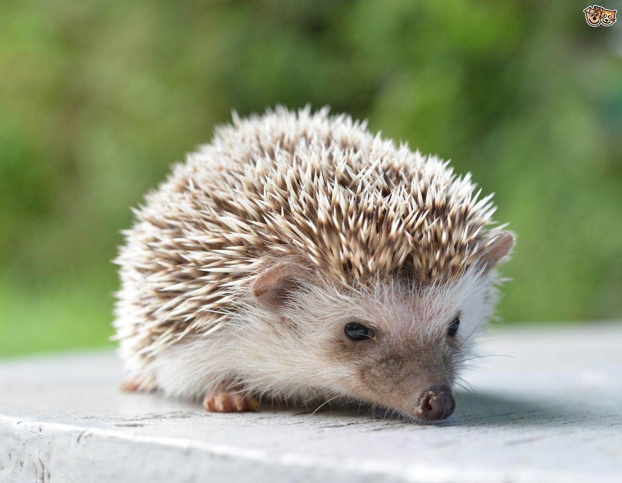 1280x1000 For: Hedgehog Wallpaper,  for desktop and mobile, Desktop