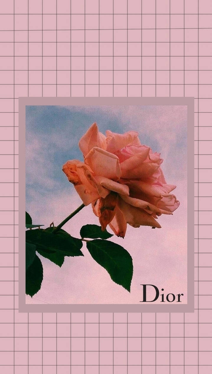 720x1270 Download Dior Aesthetic Pink Rose Wallpaper, Phone