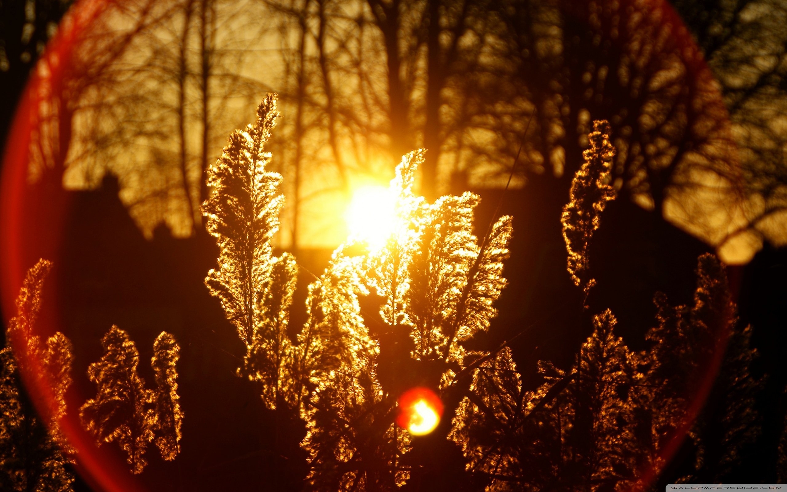 2560x1600 Sunset Flare ❤ 4K HD Desktop Wallpaper for 4K Ultra HD TV • Wide, Desktop