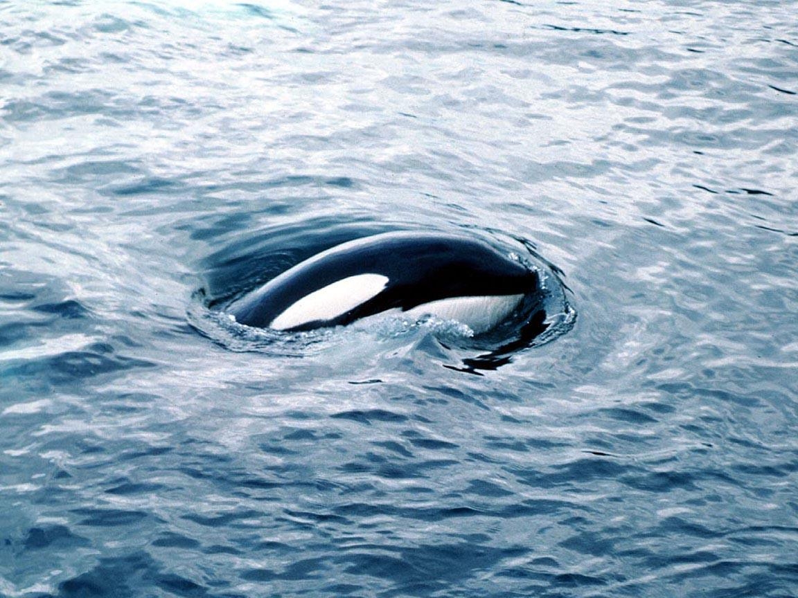 1160x870 Orca Wallpaper, Desktop