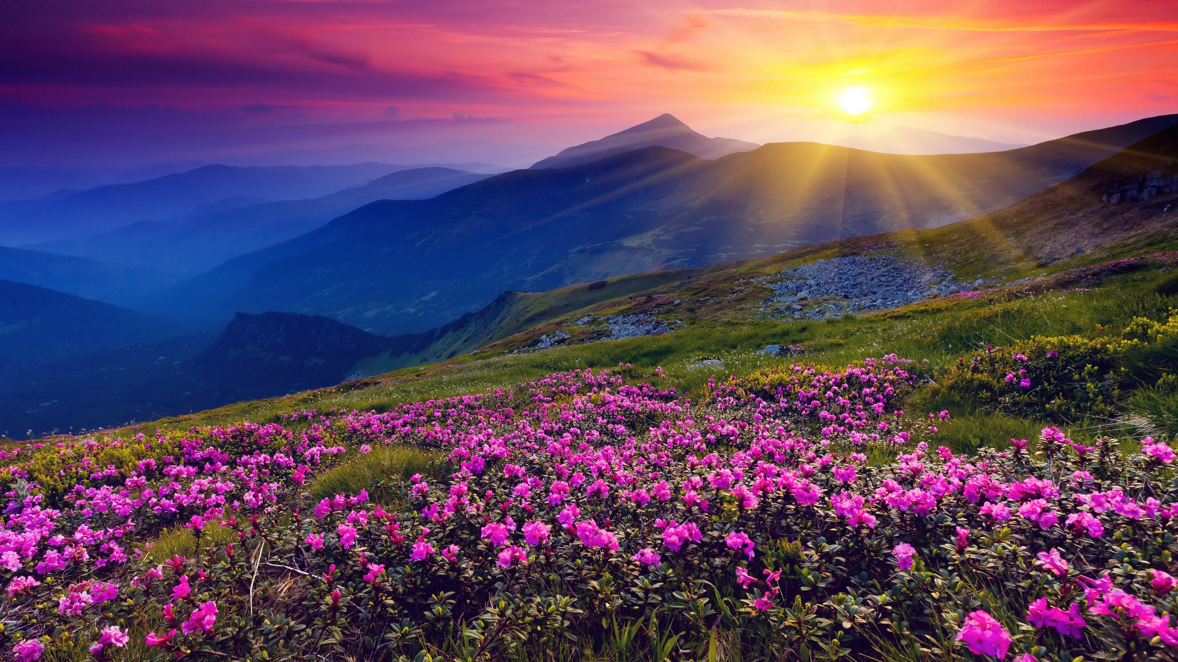 3840x2160 Flowers Hills Landscape Sunrise Wallpaper HD Free Desktop Mobile, Desktop