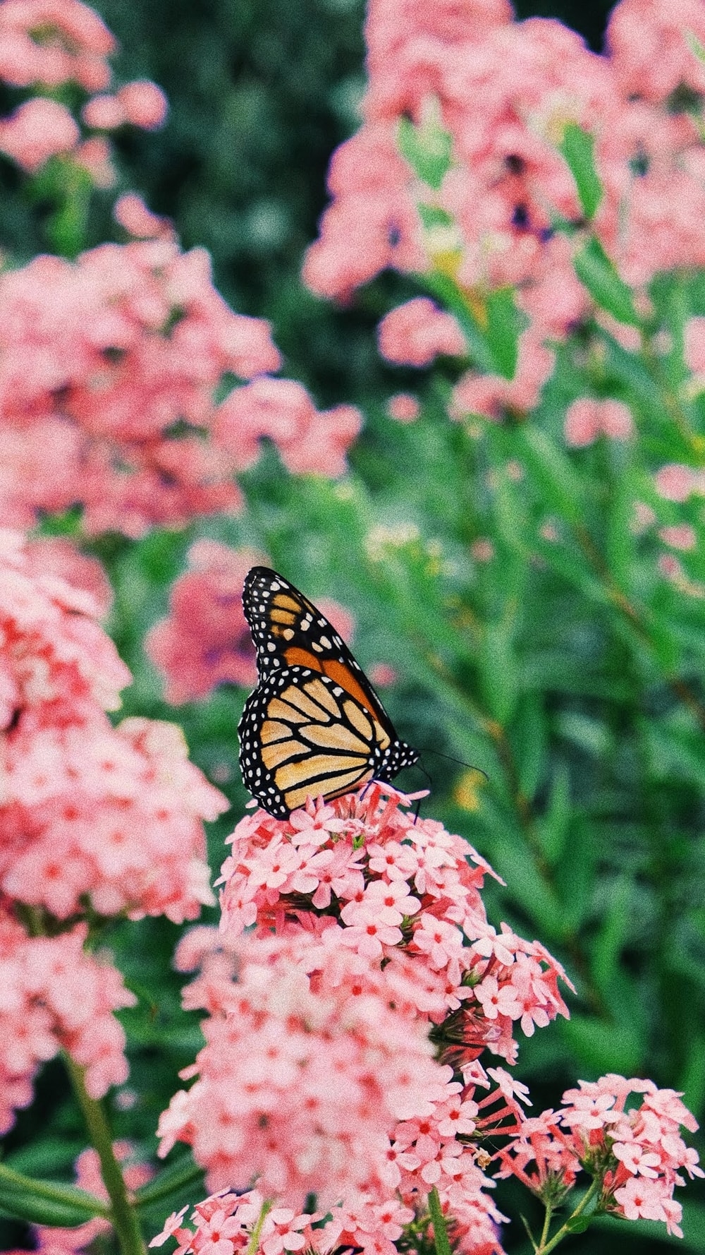 1000x1780 Butterfly Garden Picture. Download Free Image, Phone