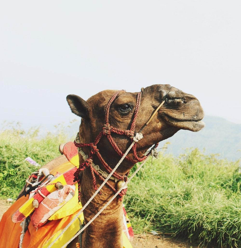 1000x1030 Camel Picture [HD]. Download Free Image, Phone