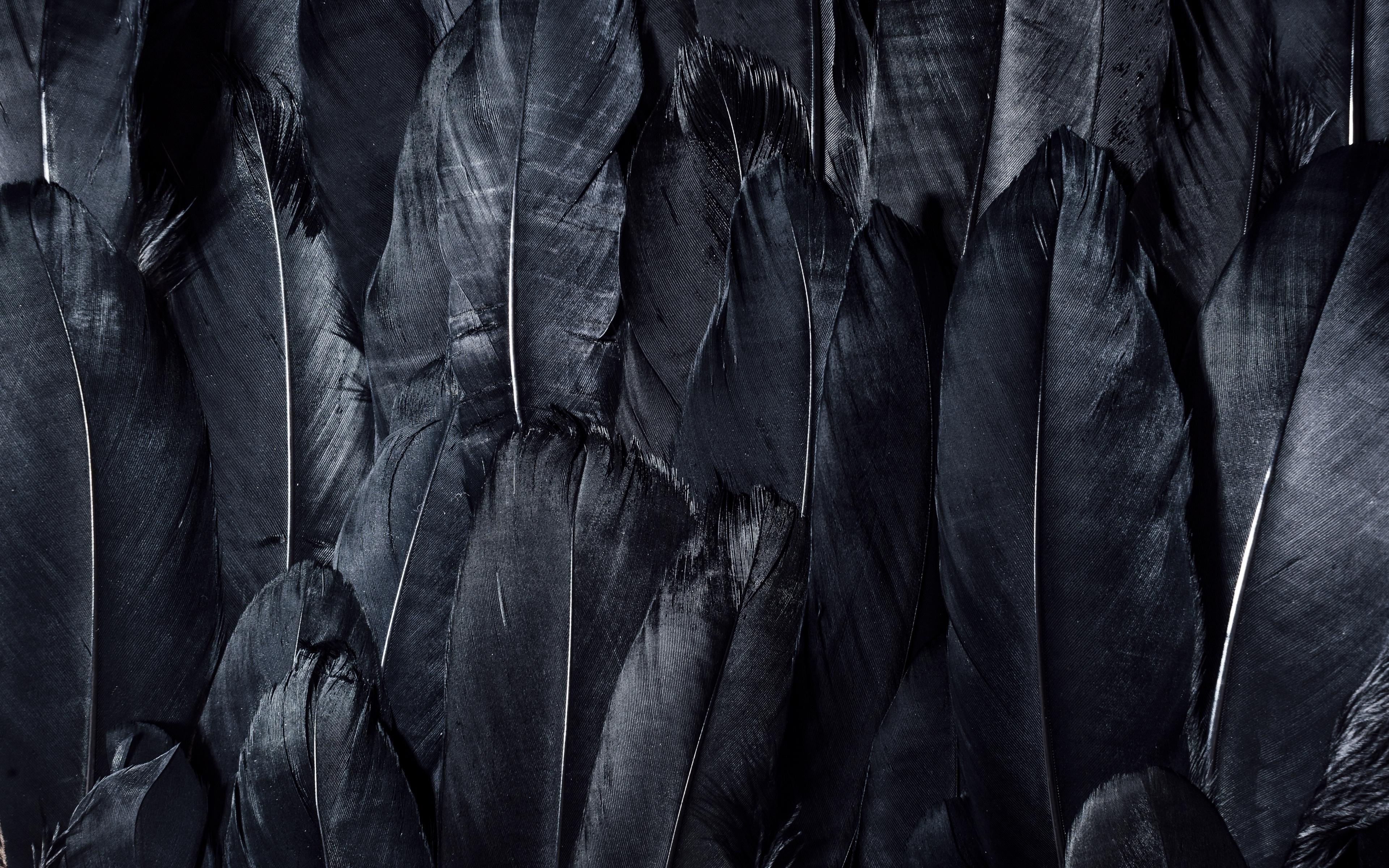 3840x2400 Download wallpaper  feathers, black, dark 4k ultra HD 16:10 HD background, Desktop