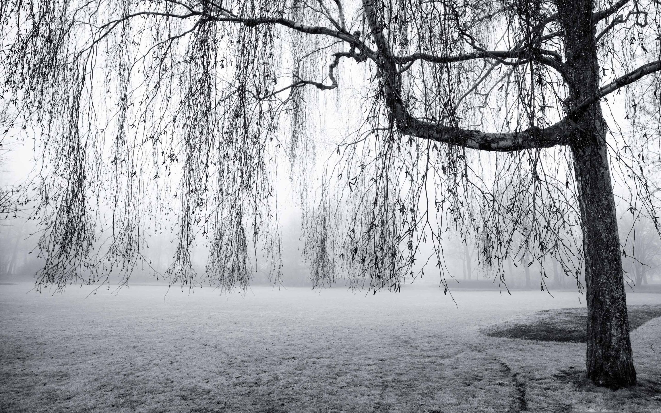 2560x1600 Spring Mist Black And White Mac Wallpaper Download, Desktop