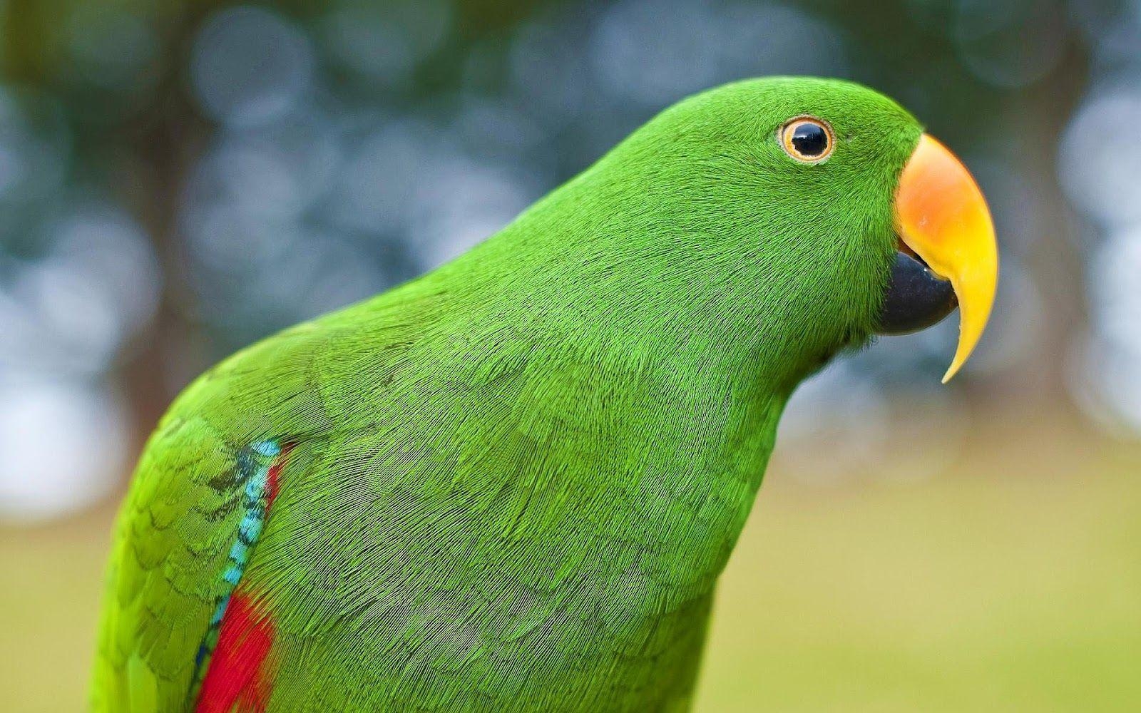 1600x1000 HD Green Parrot Wallpaper and Photo. HD Animals Wallpaper, Desktop