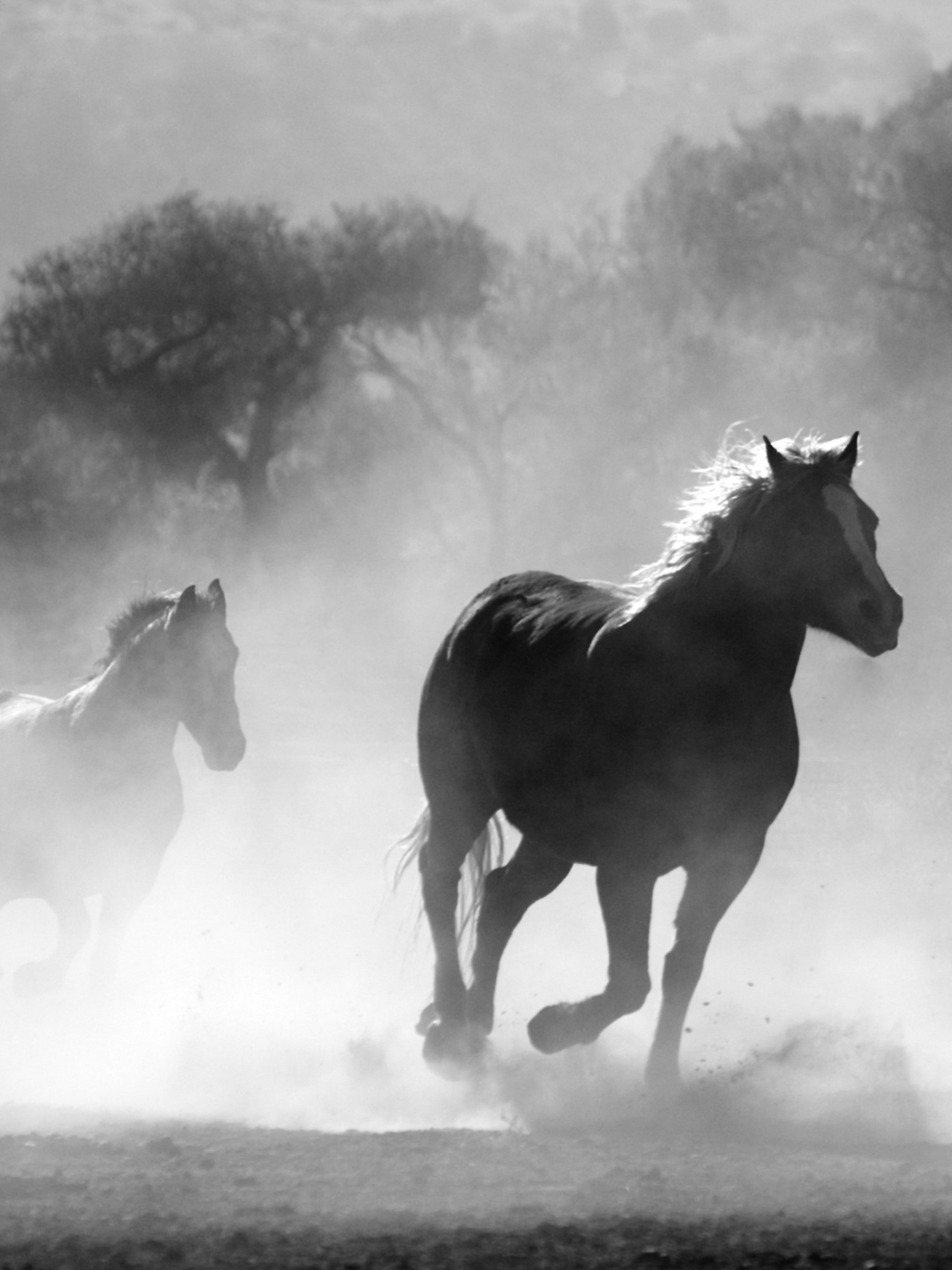 2050x2740 Horses in the Mist Wallpaper, Phone