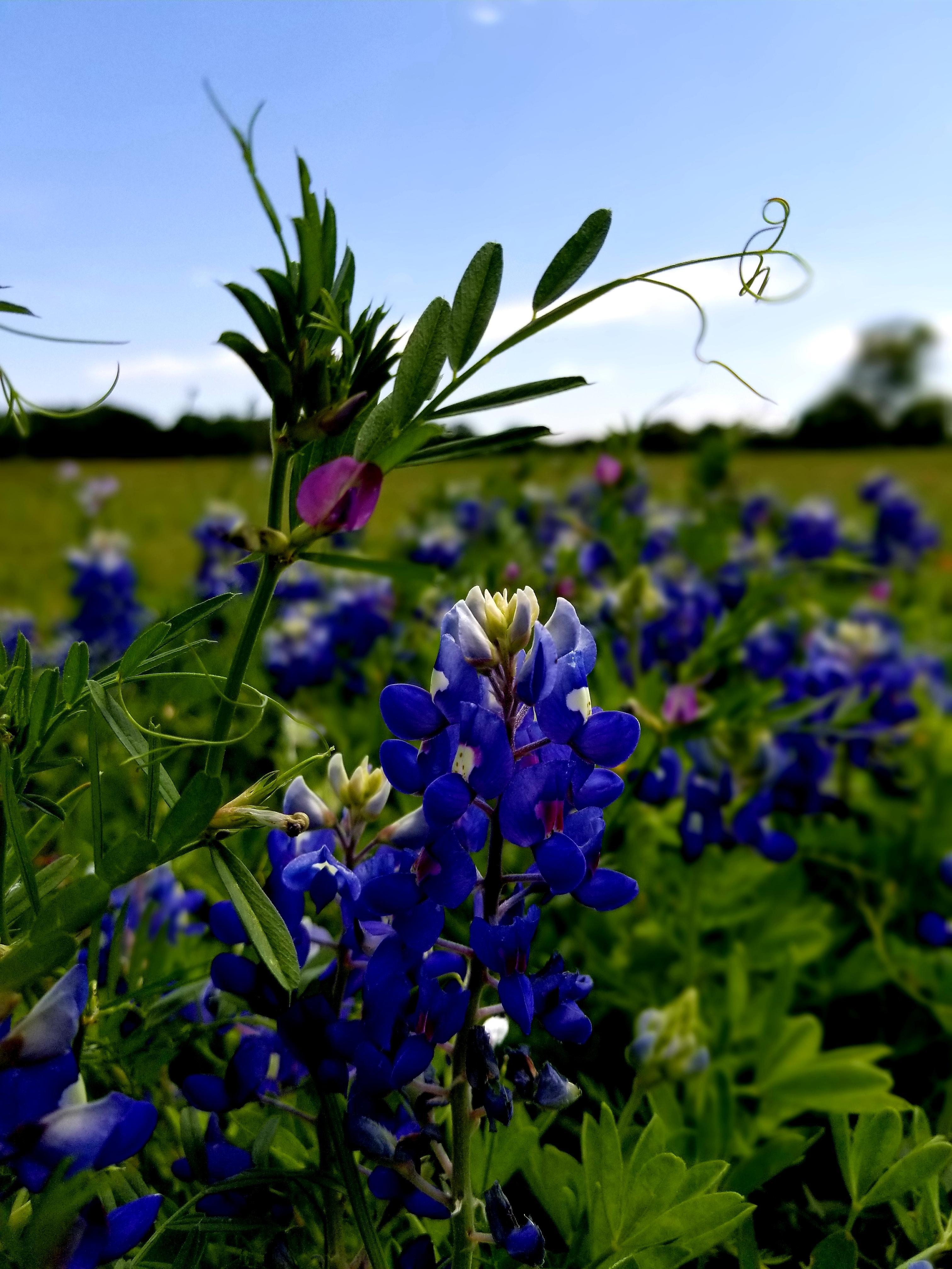 3030x4040 Bluebonnets in Texas. OC. Smart Phone Wallpaper, Phone