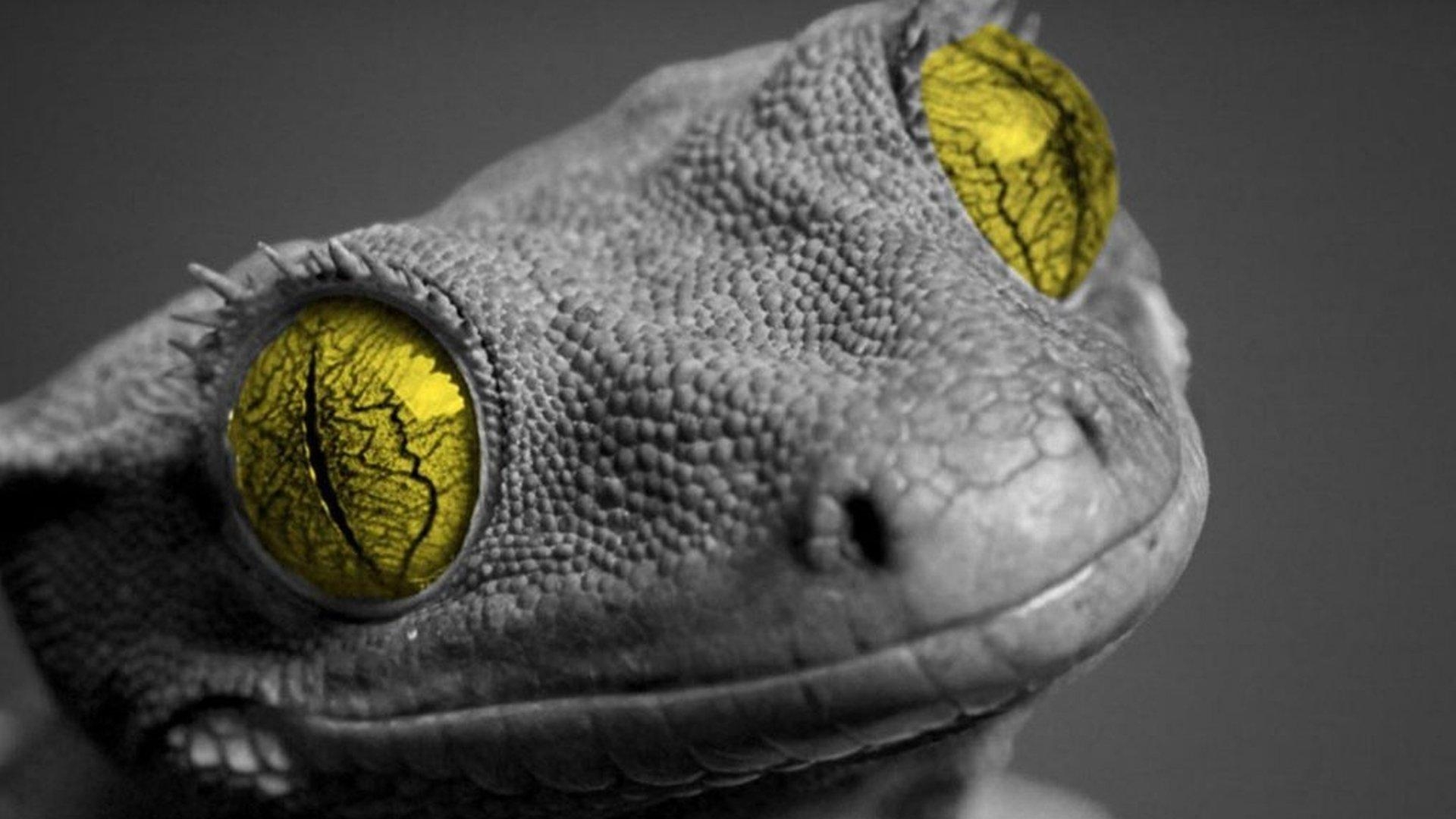 1920x1080 Gecko wallpaper  Full HD (1080p) desktop background, Desktop