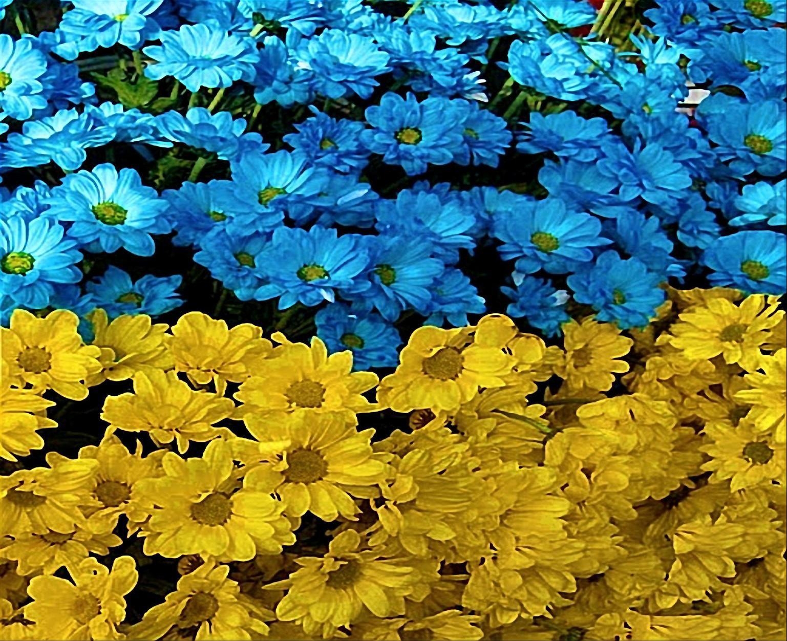 1540x1260 UKRAINE FLOWER FLAG WALLPAPER - Wallpaper, Desktop