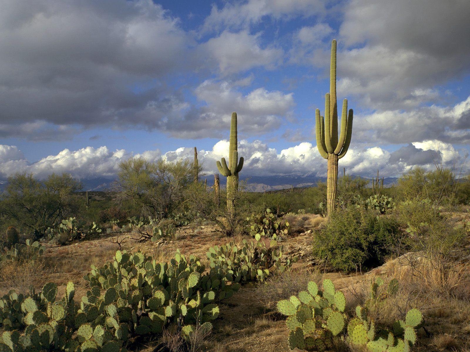 1600x1200 national parks in arizona. Saguaro National Park / Arizona / USA, Desktop