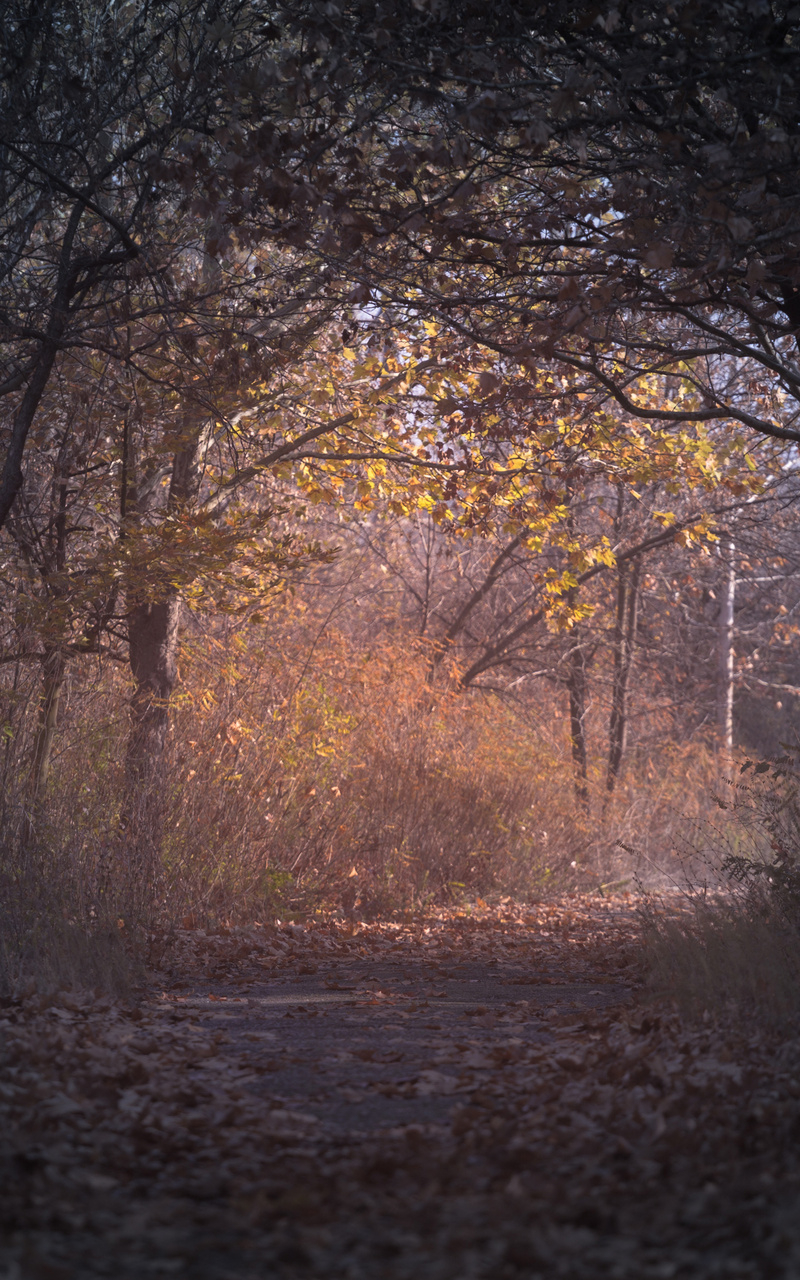 800x1280 Trees Branch Pathway Dark Autumn Forest Backlit Nexus Samsung Galaxy Tab Note Android Tablets HD 4k Wallpaper, Image, Background, Photo and Picture, Phone