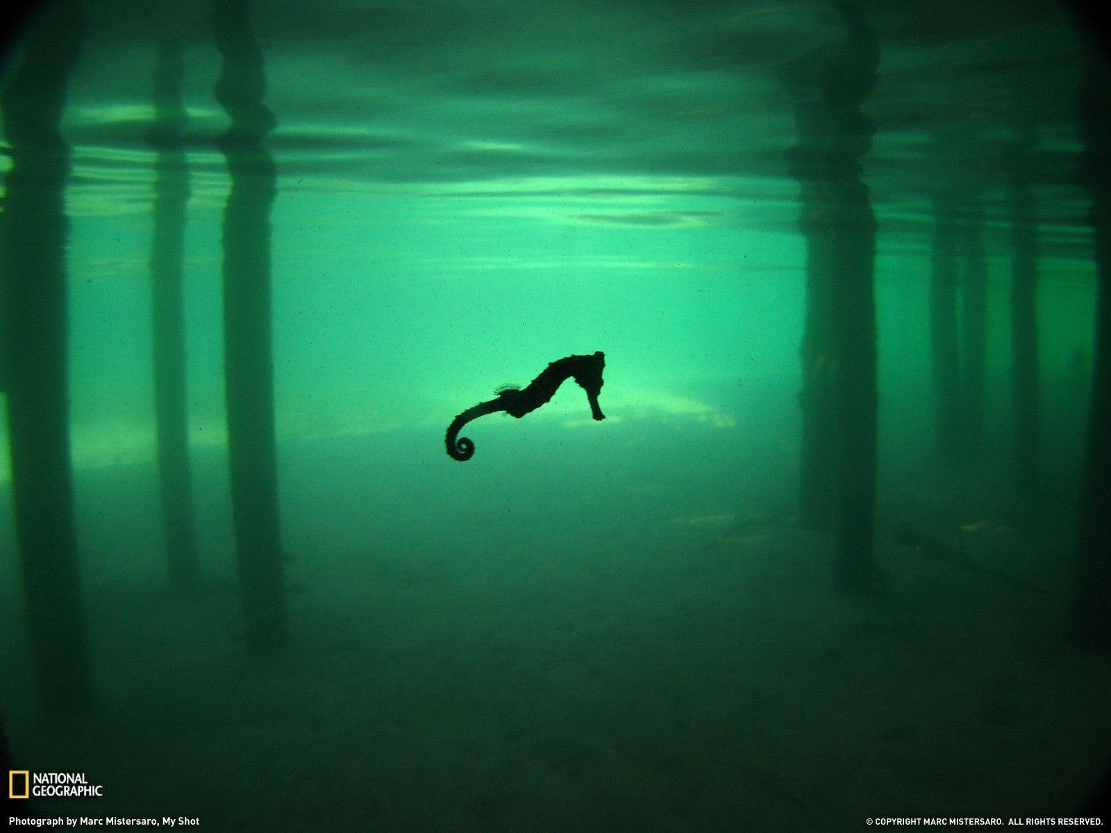 1600x1200 Seahorse, Honduras, Desktop