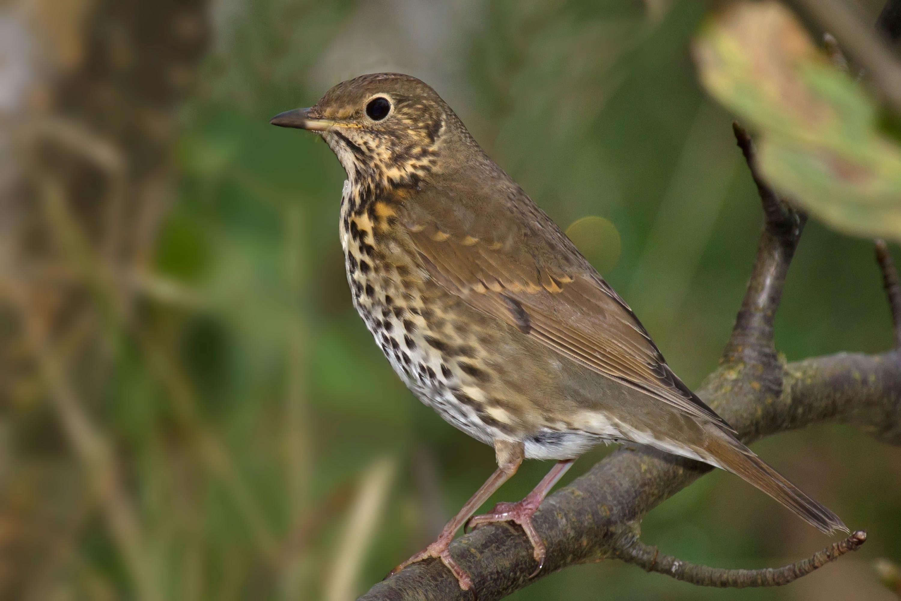 3000x2000 Thrush Wallpaper. Thrush Wallpaper, Desktop