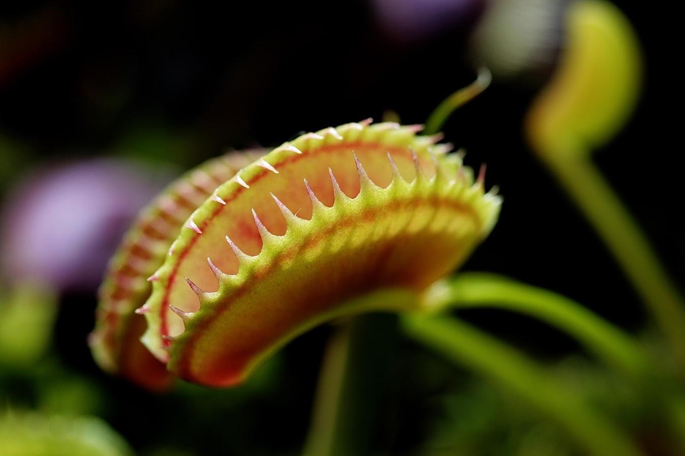 1350x900 Venus flytrap Wallpaper 13 X 900, Desktop