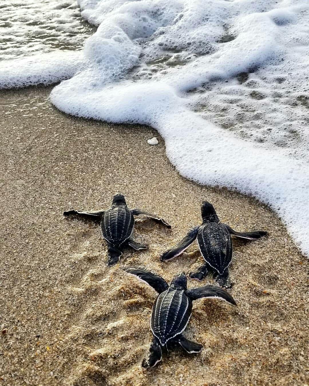 1080x1350 Baby Leatherback Sea Turtles. Turtle Love. Sea turtle wallpaper, Phone