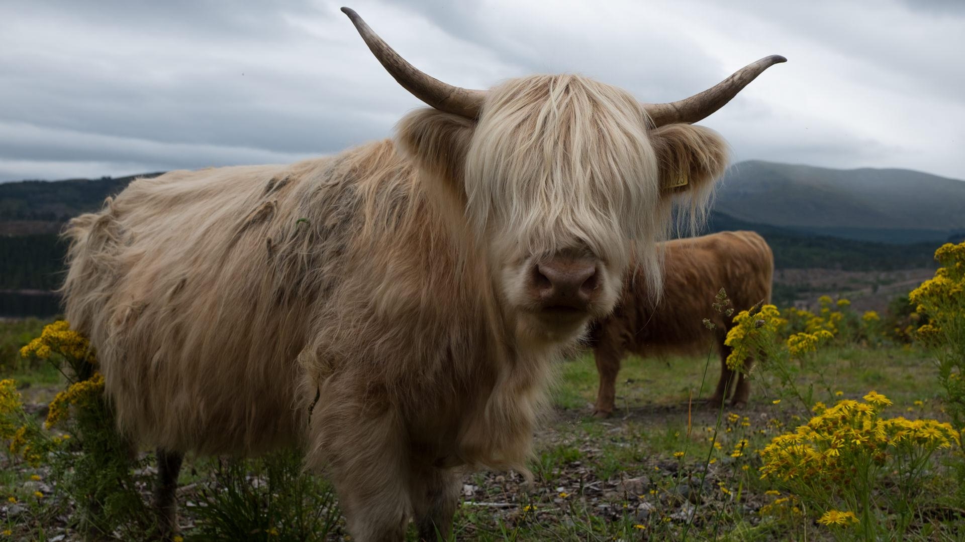 1920x1080 Baby Highland Cow With Mother, Desktop