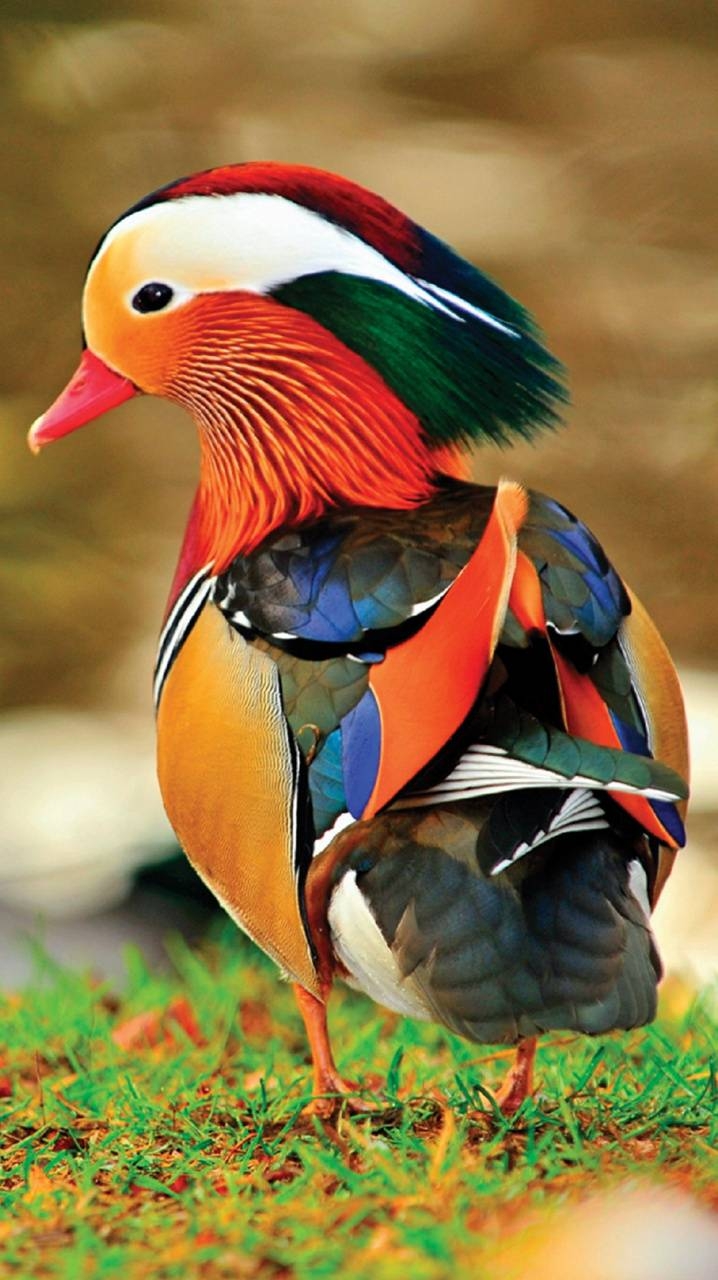 720x1280 Download Mandarin Duck HD Wallpaper and Background, Phone