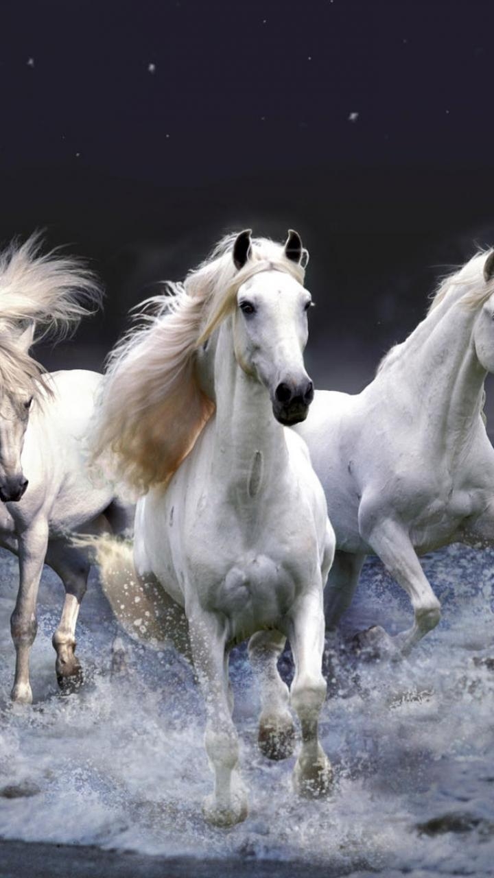 720x1280 Wallpaper White Horse Running, HD Wallpaper, Phone