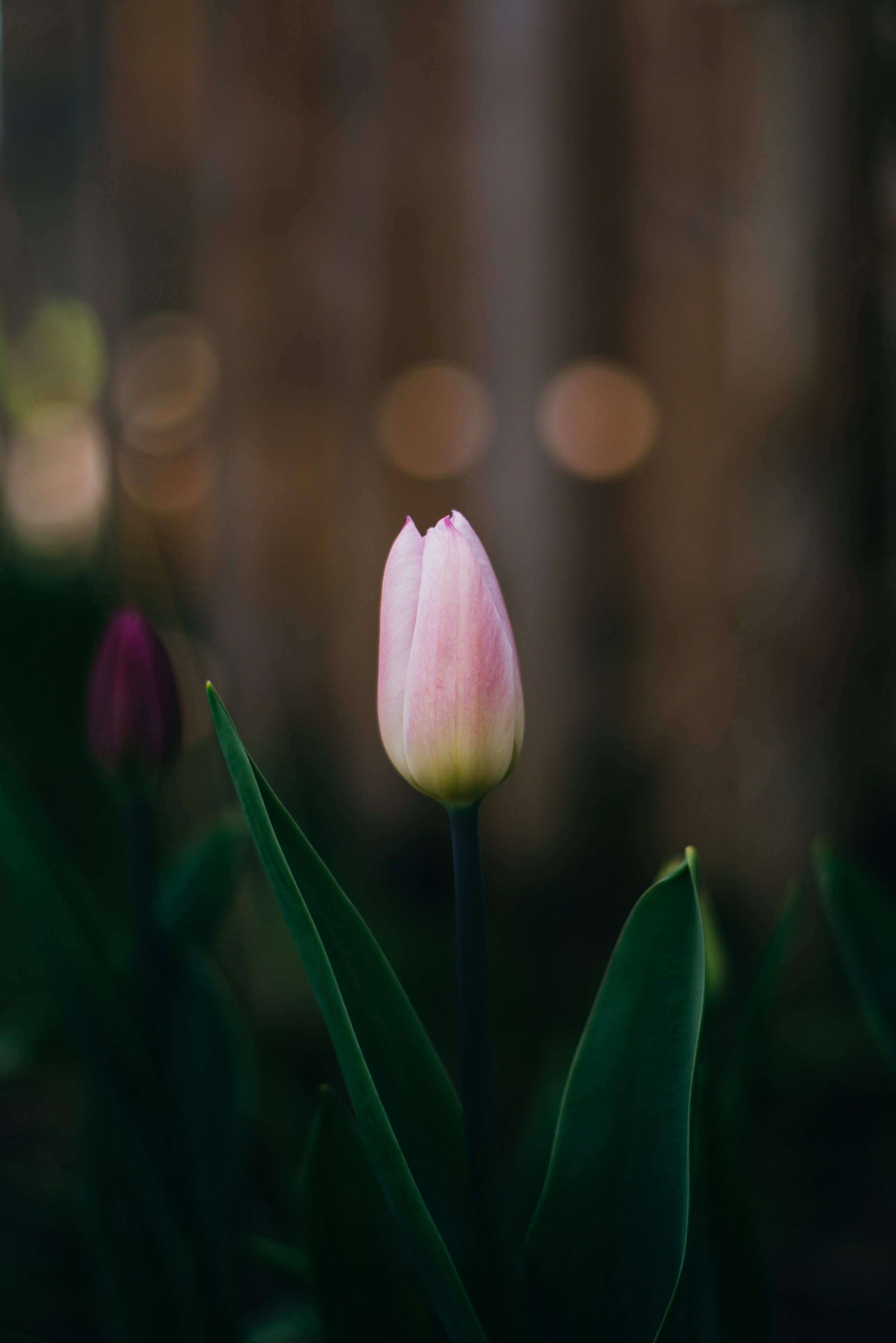 2650x3960 Download Tulip wallpaper for mobile, Phone