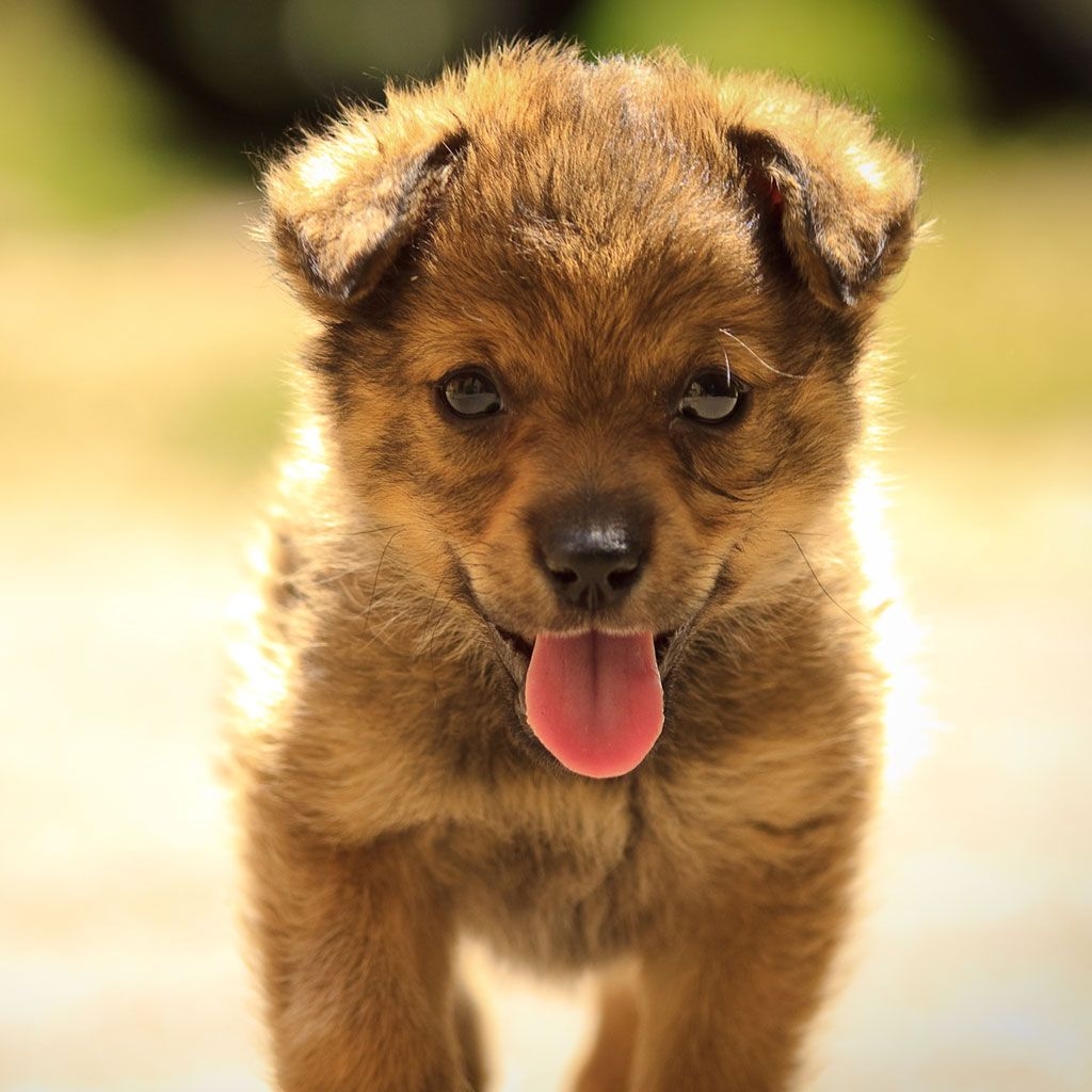 1030x1030 Cute Puppy Dog Spit Out The Tongue iPad Wallpaper Free Download, Phone