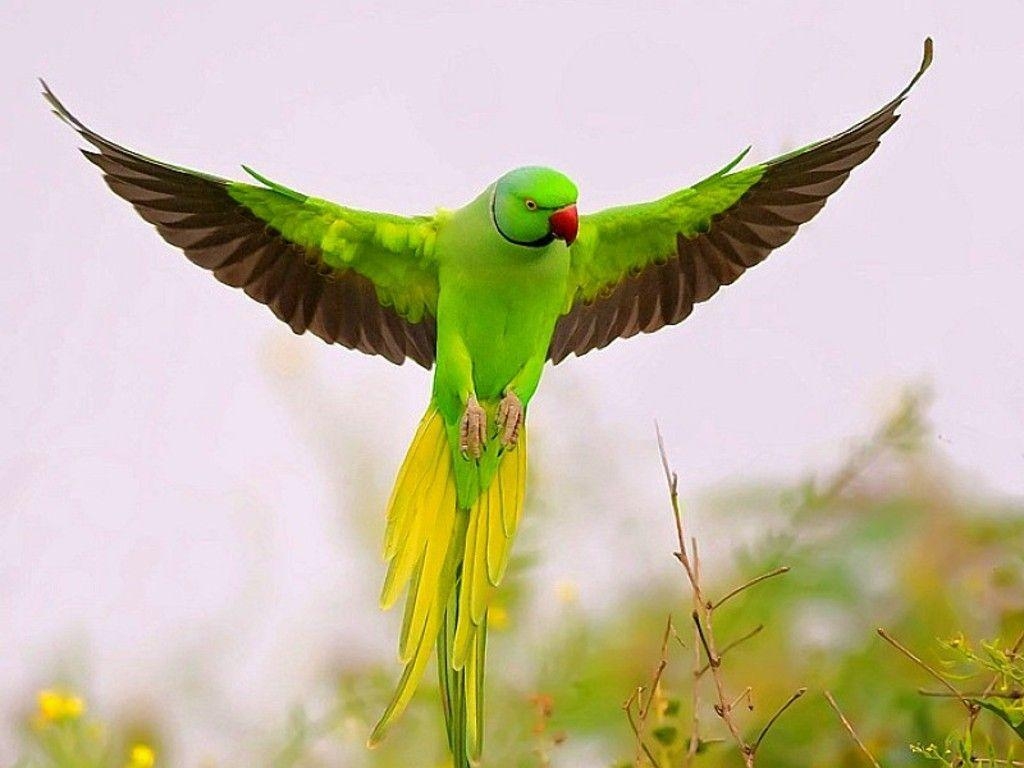 1030x770 Colorful Parrot Birds Image, Photo Wallpaper Download, Desktop