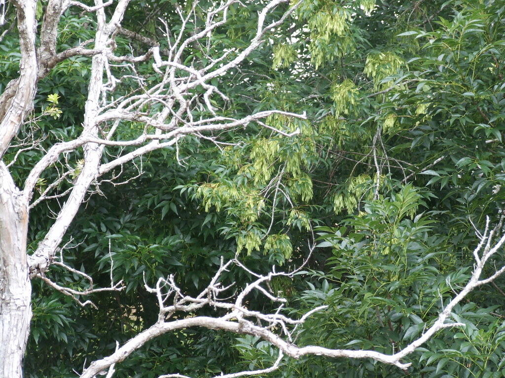 1030x770 Fraxinus uhdei leaves and seeds. Tropical ash, also known a, Desktop