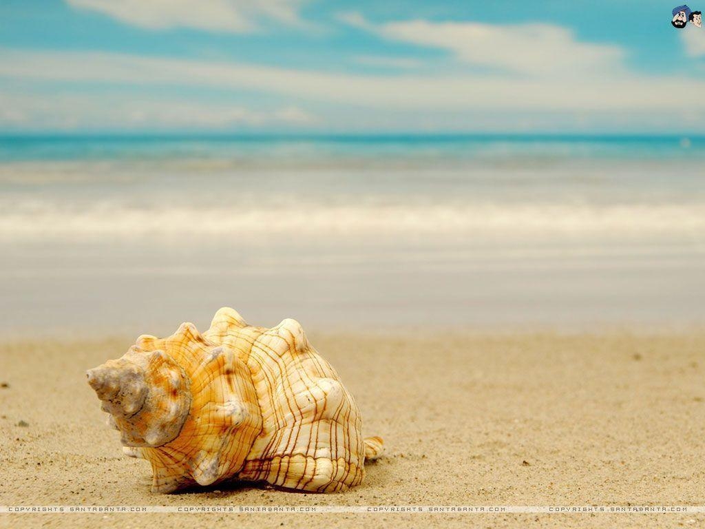 1030x770 Seashells Wallpaper. HD Background Wallpaper, Desktop