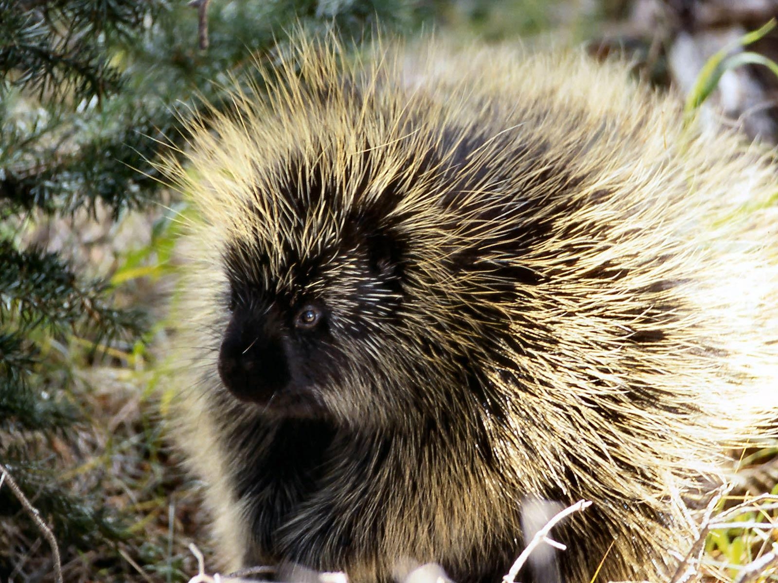 1600x1200 Porcupine Wallpaper and Background, Desktop