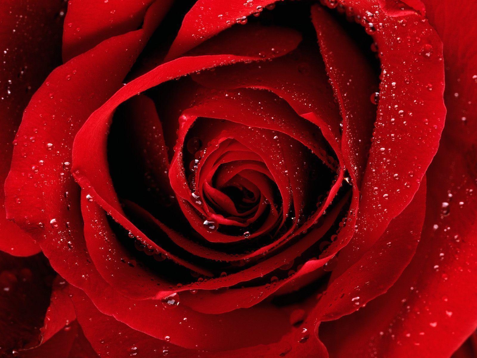 1600x1200 Red Rose Picture and Wallpaper Items, Desktop