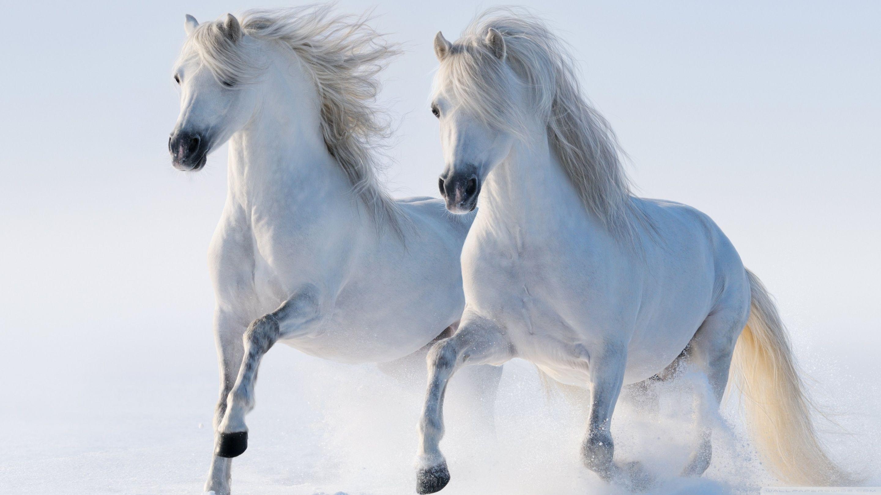 2880x1620 Horses ❤ 4K HD Desktop Wallpaper for 4K Ultra HD TV • Wide, Desktop