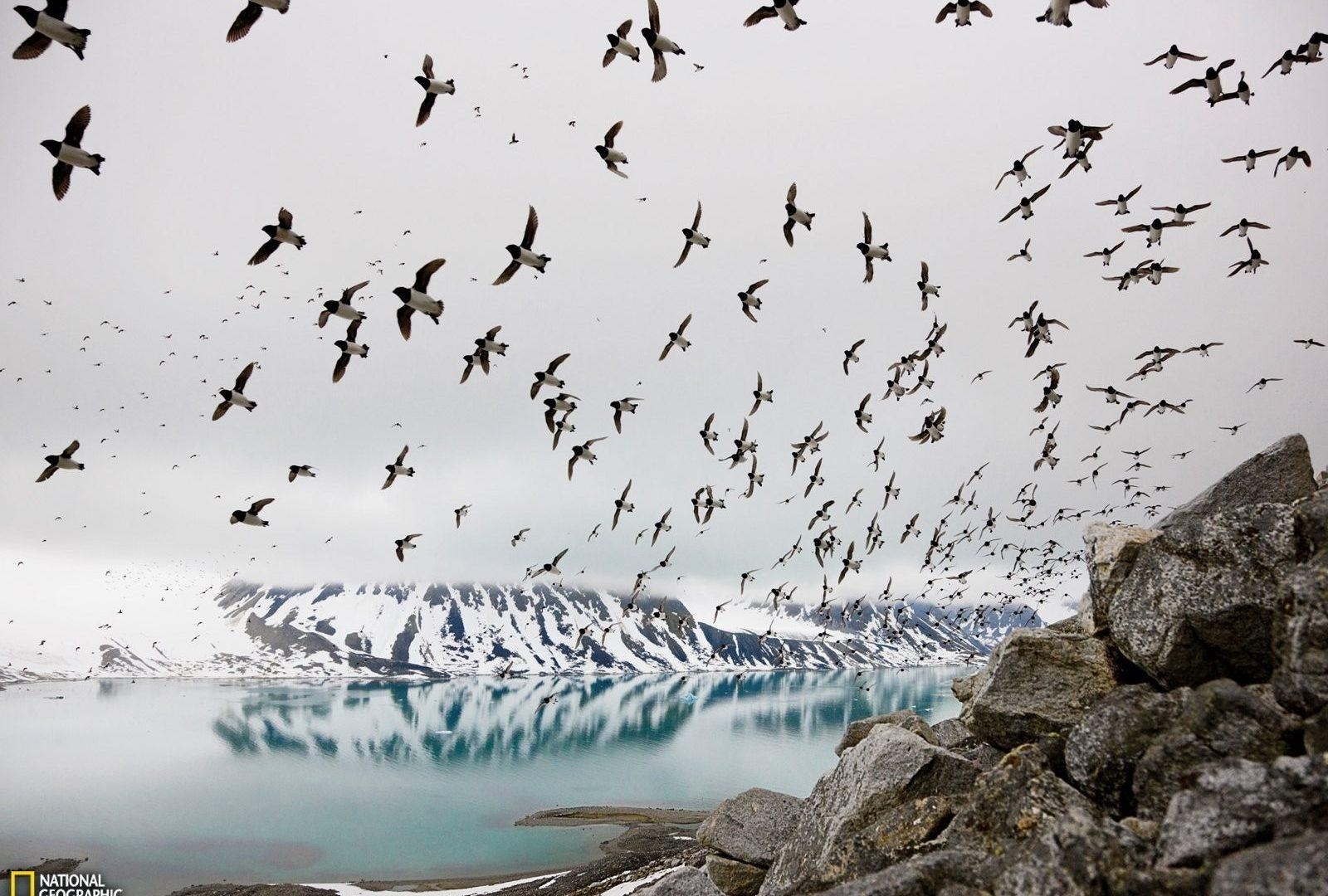 1600x1080 Svalbard Tag wallpaper: Svalbard Dovekies Grey Wallpaper Birds, Desktop