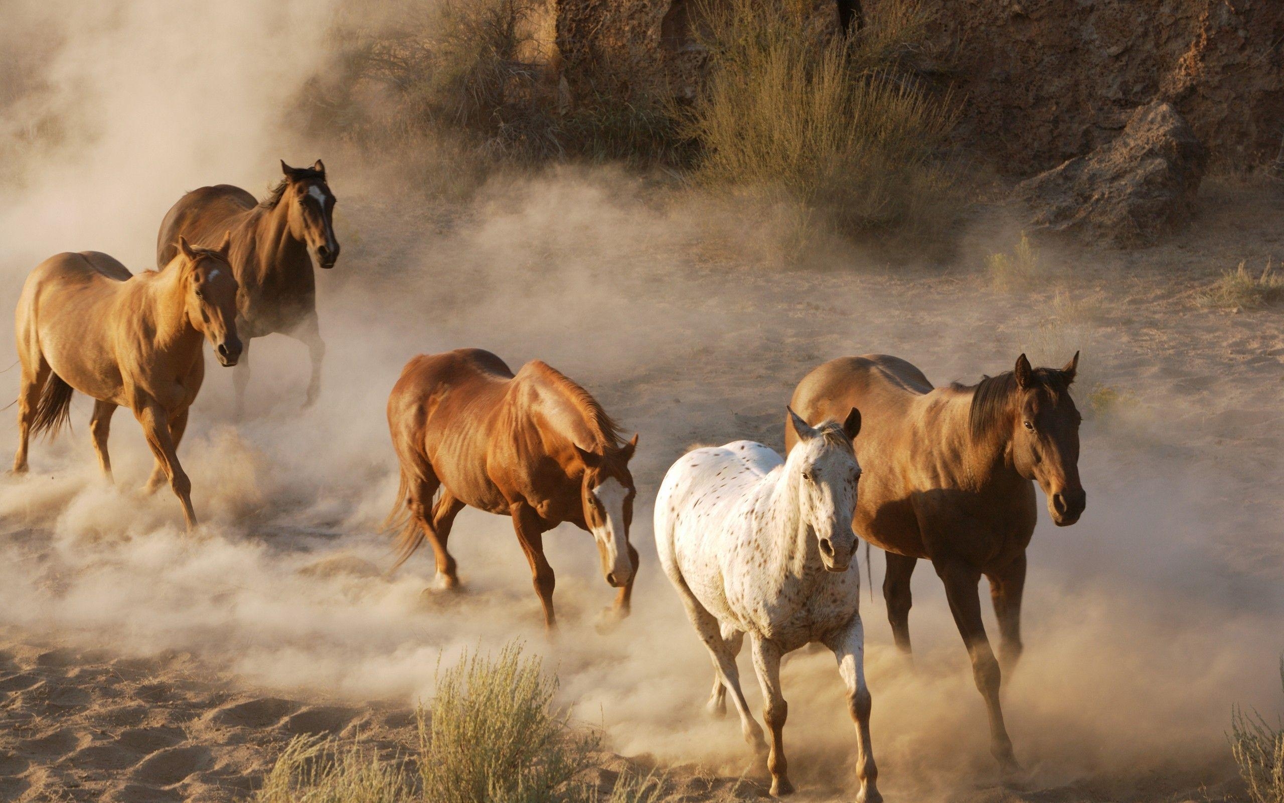 2560x1600 Wild Horses Running Free. Free Download Running Horse Wallpaper, Desktop