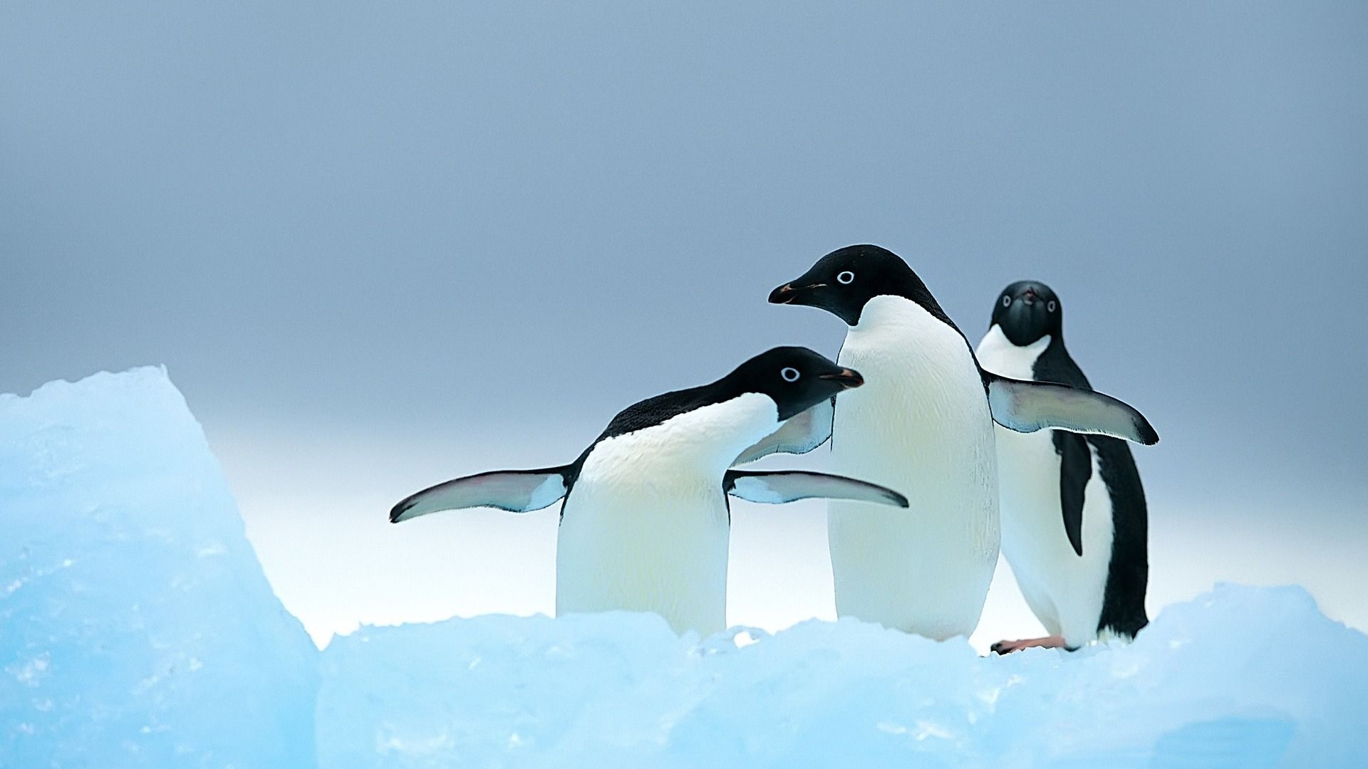 1920x1080 Penguin Background HD. Christmas Penguin Wallpaper, Funny Penguin Wallpaper and Batman Penguin Wallpaper, Desktop