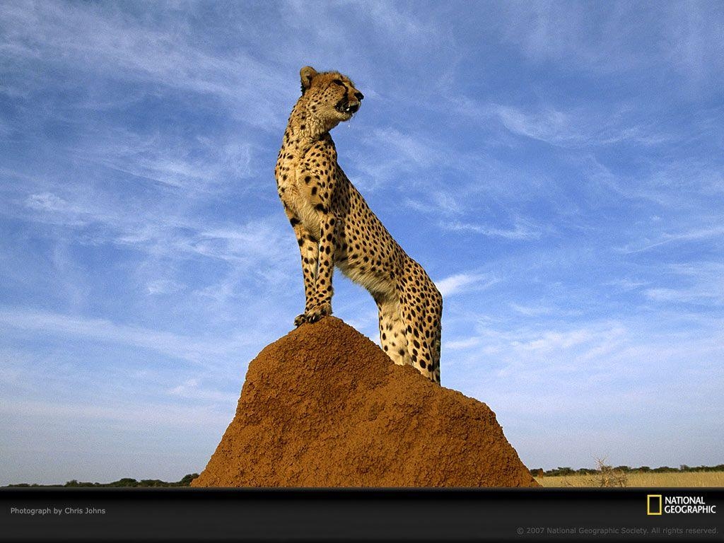 1030x770 Wildlife: National Geographic 100 Best Wildlife Animal Wllpapers, Desktop