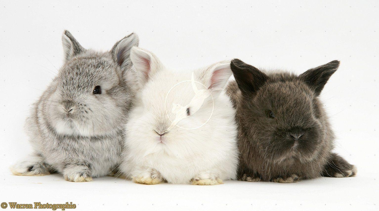 1540x860 Cute Baby Rabbits Wallpaper HD Cute Baby Bunnies HD Wallpaper, Desktop