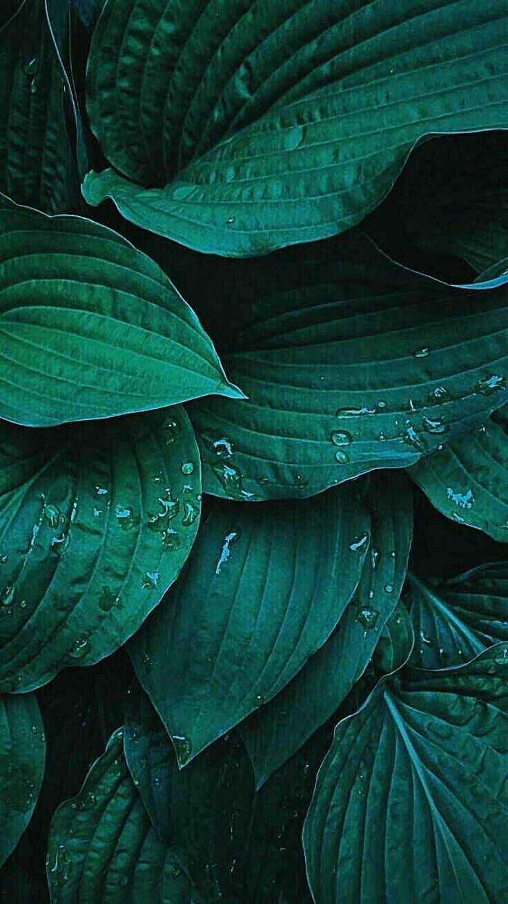 740x1310 Free download RANDOM PHONE WALLPAPER Plant wallpaper Green aesthetic Plant [] for your Desktop, Mobile & Tablet. Explore Plant Wallpaper. Tropical Plant Wallpaper, Plant vs Zombies Wallpaper, Jimmy Page, Phone