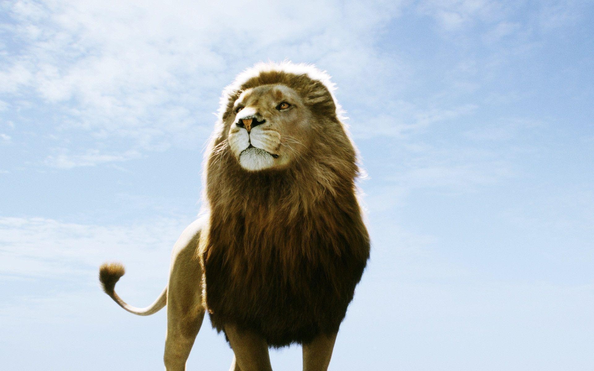 1920x1200 Aslan in Narnia Exclusive HD Wallpaper #, Desktop