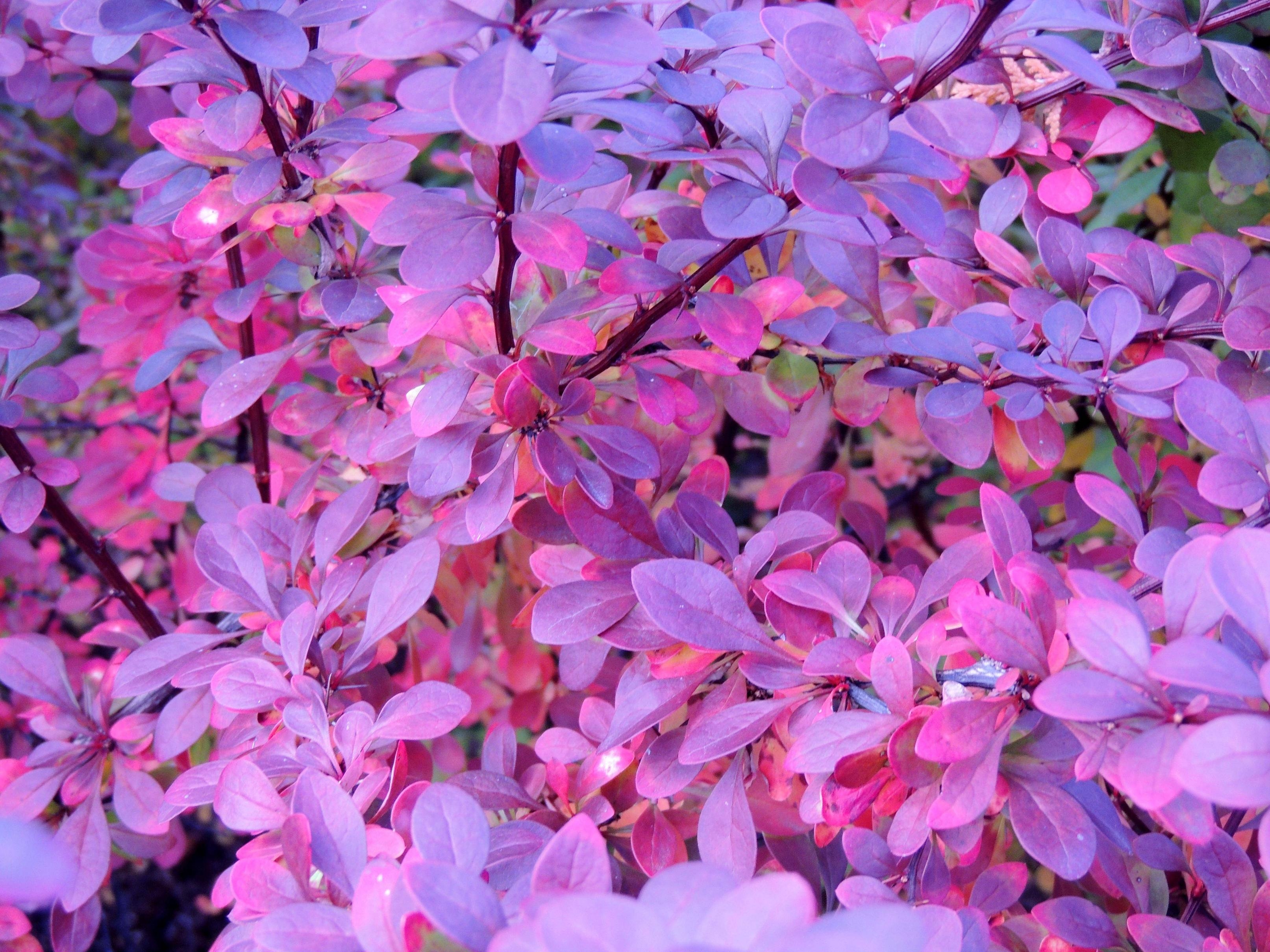 3230x2420 HD *Pink And Purple Autumn* Wallpaper « HD Nature Wallpaper, Desktop