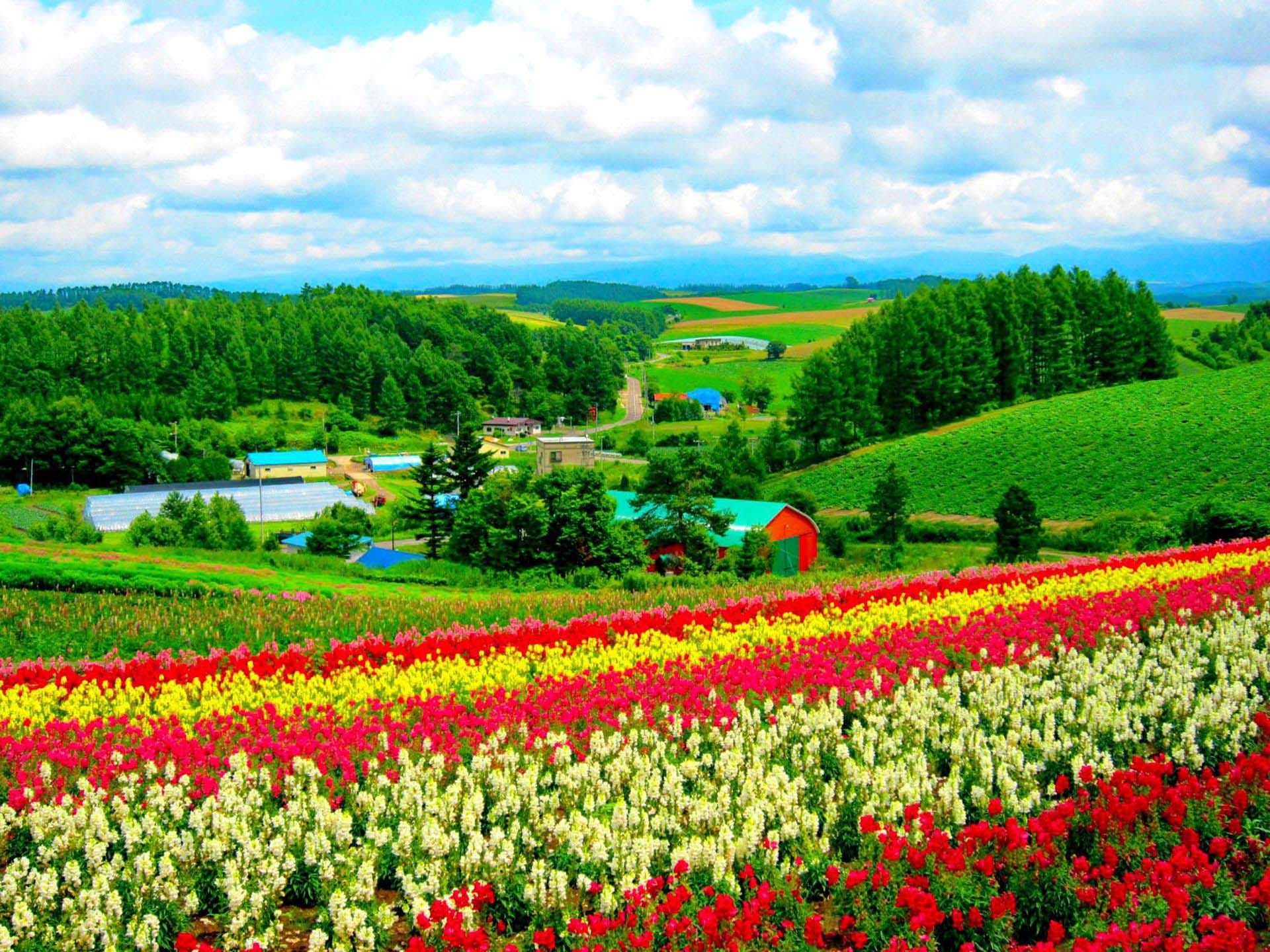 1920x1440 Landscape Hokkaido Flower Field Wallpaper  PC Wallpaper, Desktop