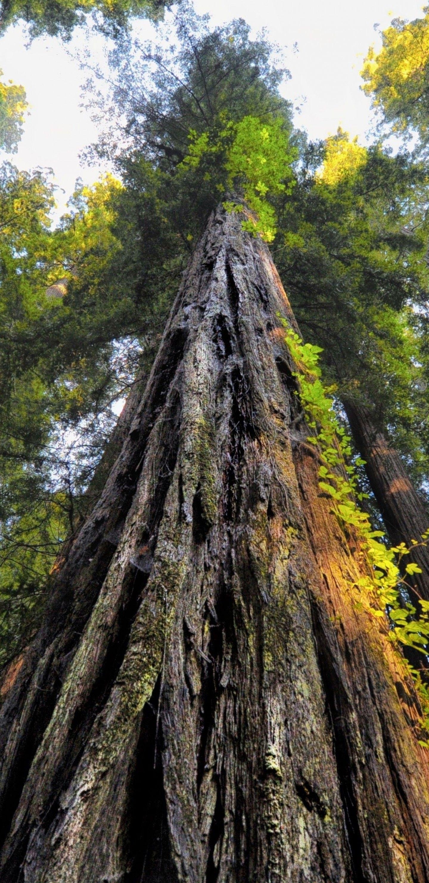 1440x2960 Download  Forest, Old Trees, Worm View, Sequoia National, Phone