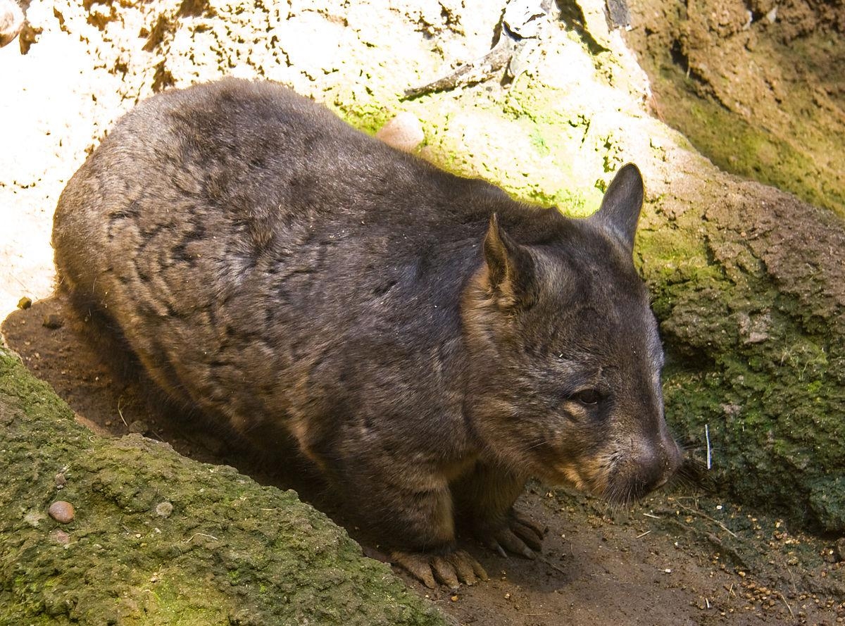 1200x890 Southern Hairy Nosed Wombat, Desktop