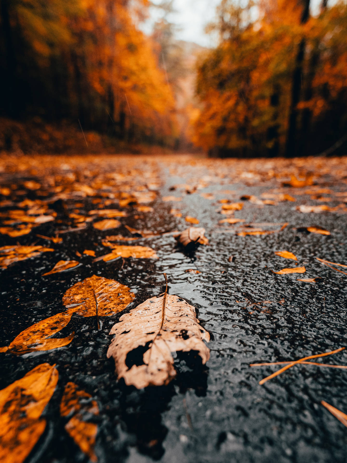 1440x1920 Rain Wallpaper, Phone
