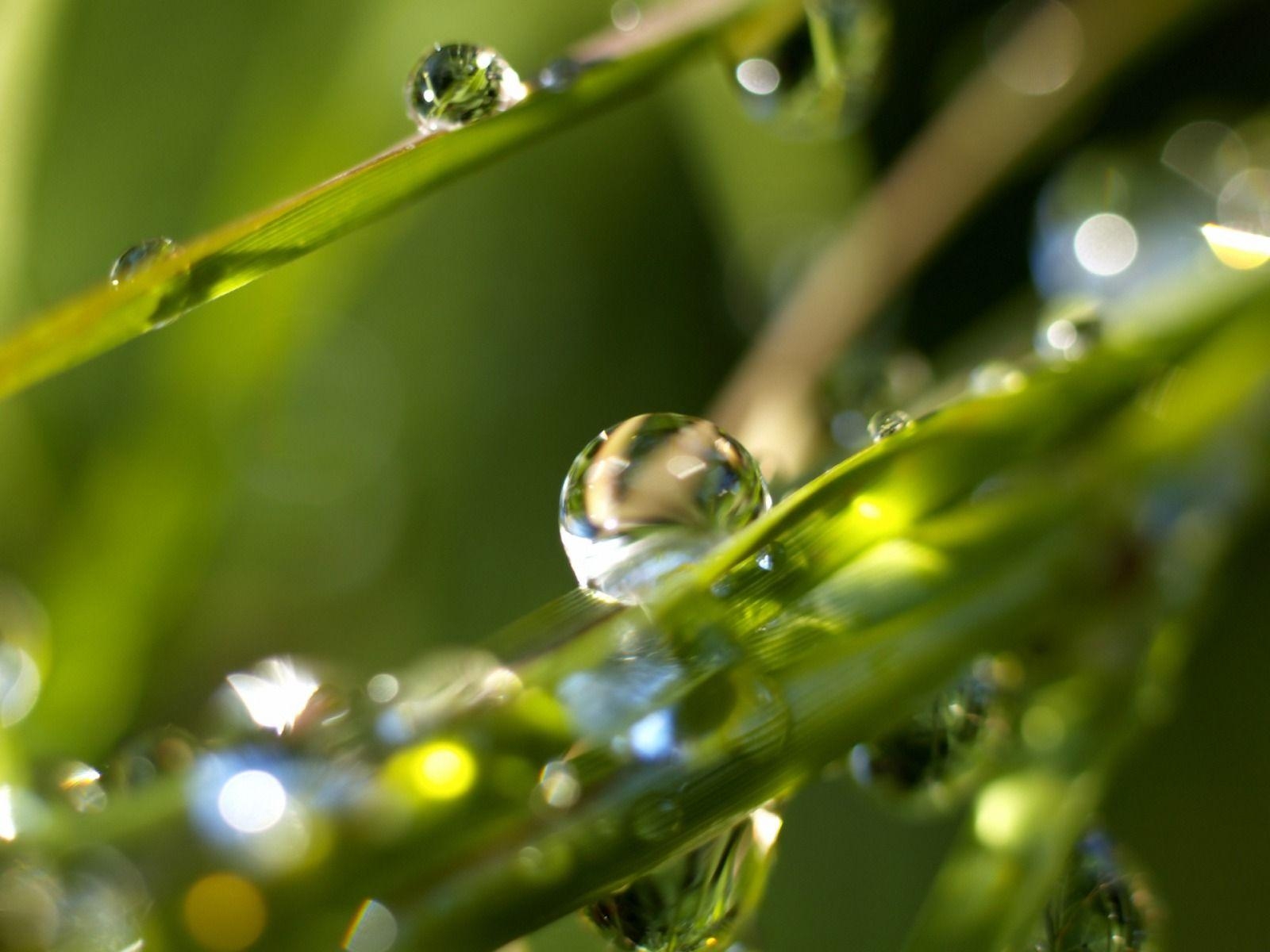 1600x1200 Rain drops Wallpaper Plants Nature Wallpaper in jpg format, Desktop