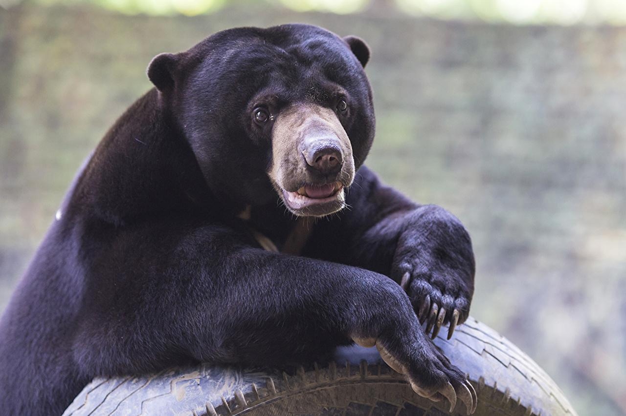 1280x860 Desktop Wallpaper Grizzly Malayan bear animal Staring, Desktop