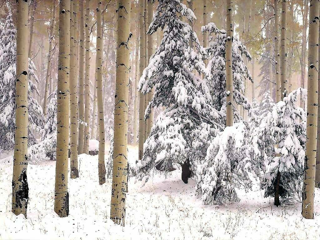 1030x770 Free download Arizona Winter Woods Scenic Wallpaper Image, Desktop